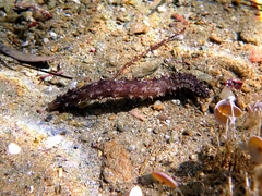 Holothuria impatiens