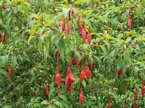 Fuchsia magellanica