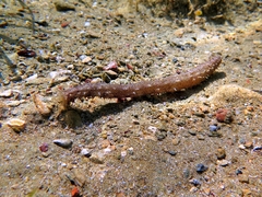 Holothuria impatiens