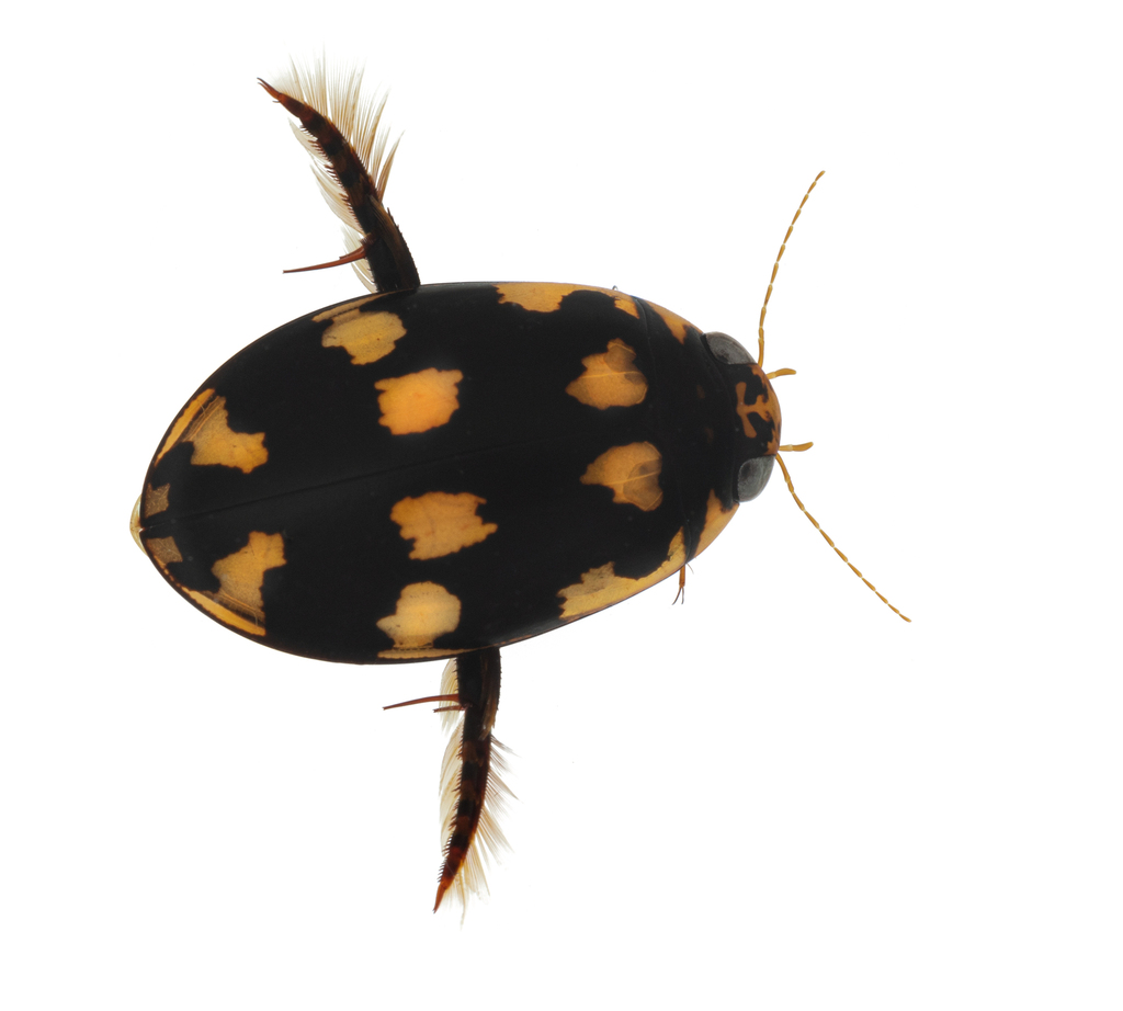 Sandracottus bakewellii