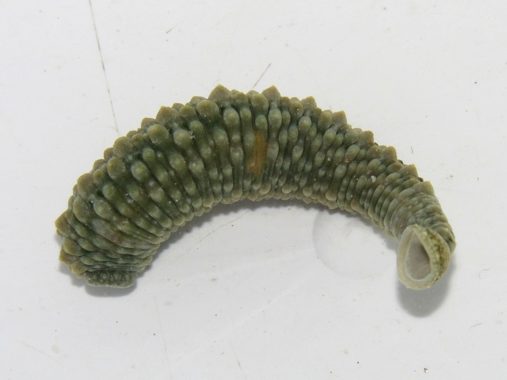 Shark Leeches