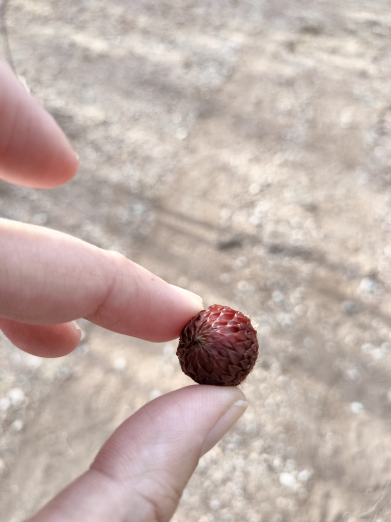Indian Comb from 86GX+V8, 81850 Cuesta Alta, Sin., México on November ...