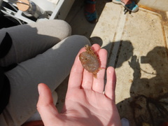 Ascidiella aspersa