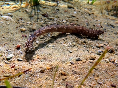 Holothuria impatiens