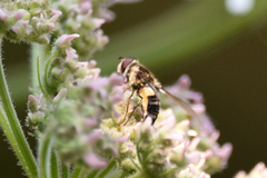 Leucozona laternaria