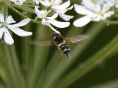 Leucozona laternaria