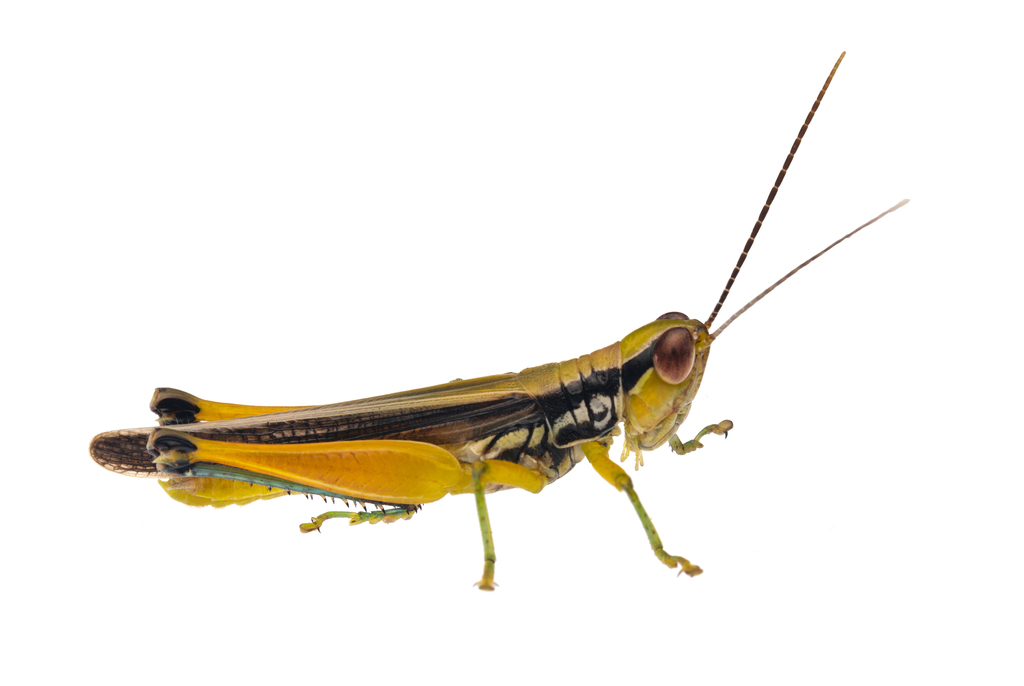 Common Dapperia