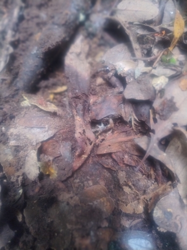 Chiloe Island Ground Frog, Eupsophus calcaratus