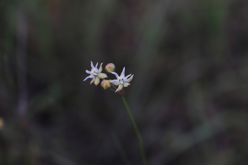 Asclepias aurea (Asclepias aurea)