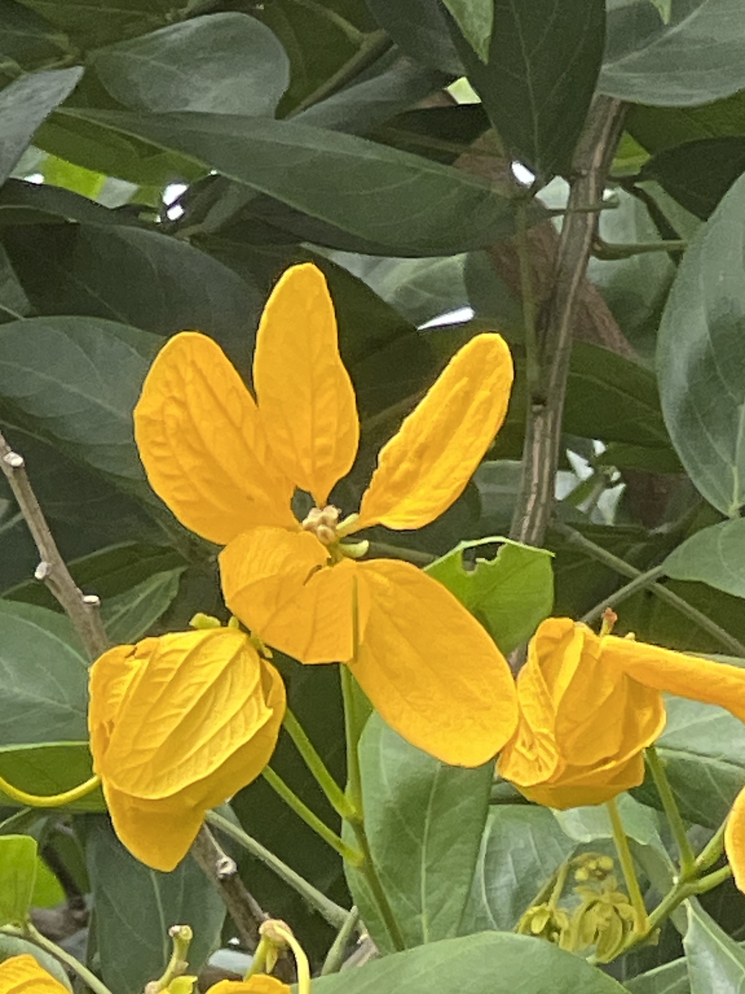 Senna macranthera