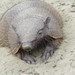 Hairy Armadillos - Photo no rights reserved, uploaded by Diego Carús