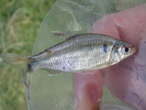 Ihering's tetra (Bryconamericus iheringii) — Characidae — 5