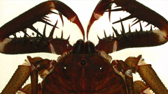 Acanthophrynus coronatus