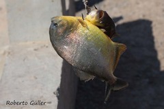 Pygocentrus nattereri