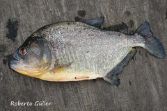 Pygocentrus nattereri