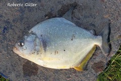 Serrasalmus maculatus