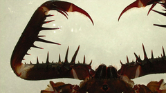 Acanthophrynus coronatus