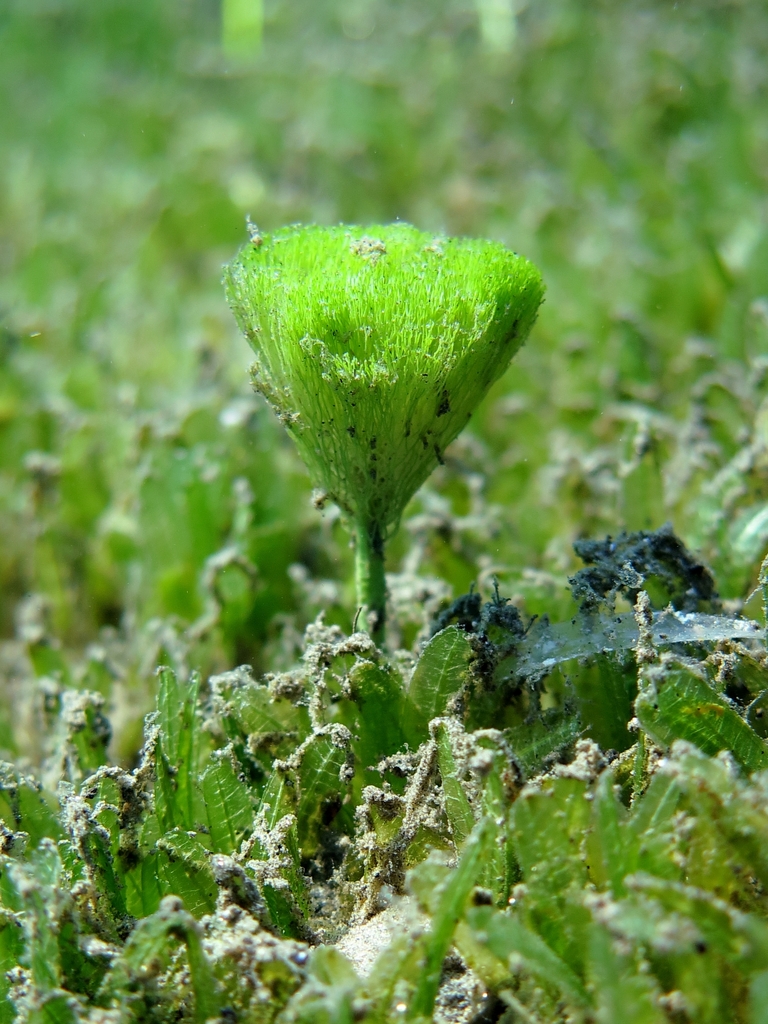 Shaving brush alga