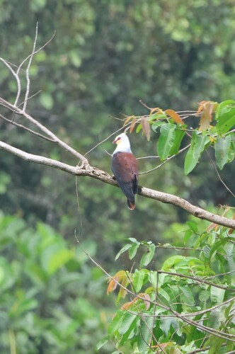 Reinwardtoena reinwardti observed 2024-11-30