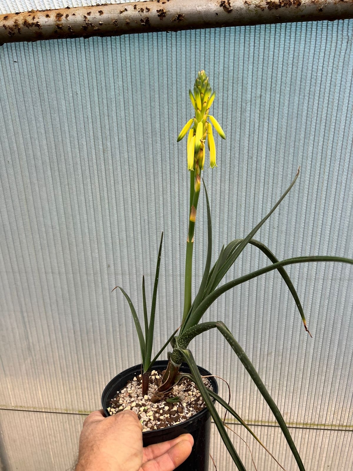 Variety Aloe inyangensis lutea  iNaturalist