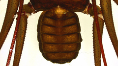 Acanthophrynus coronatus