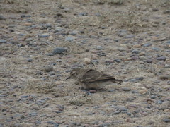 Geositta cunicularia