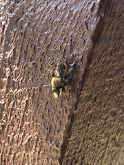 Laphria fernaldi