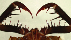 Acanthophrynus coronatus