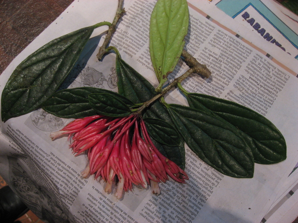 Gibsoniothamnus grandiflorus