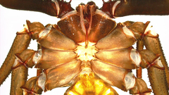 Acanthophrynus coronatus