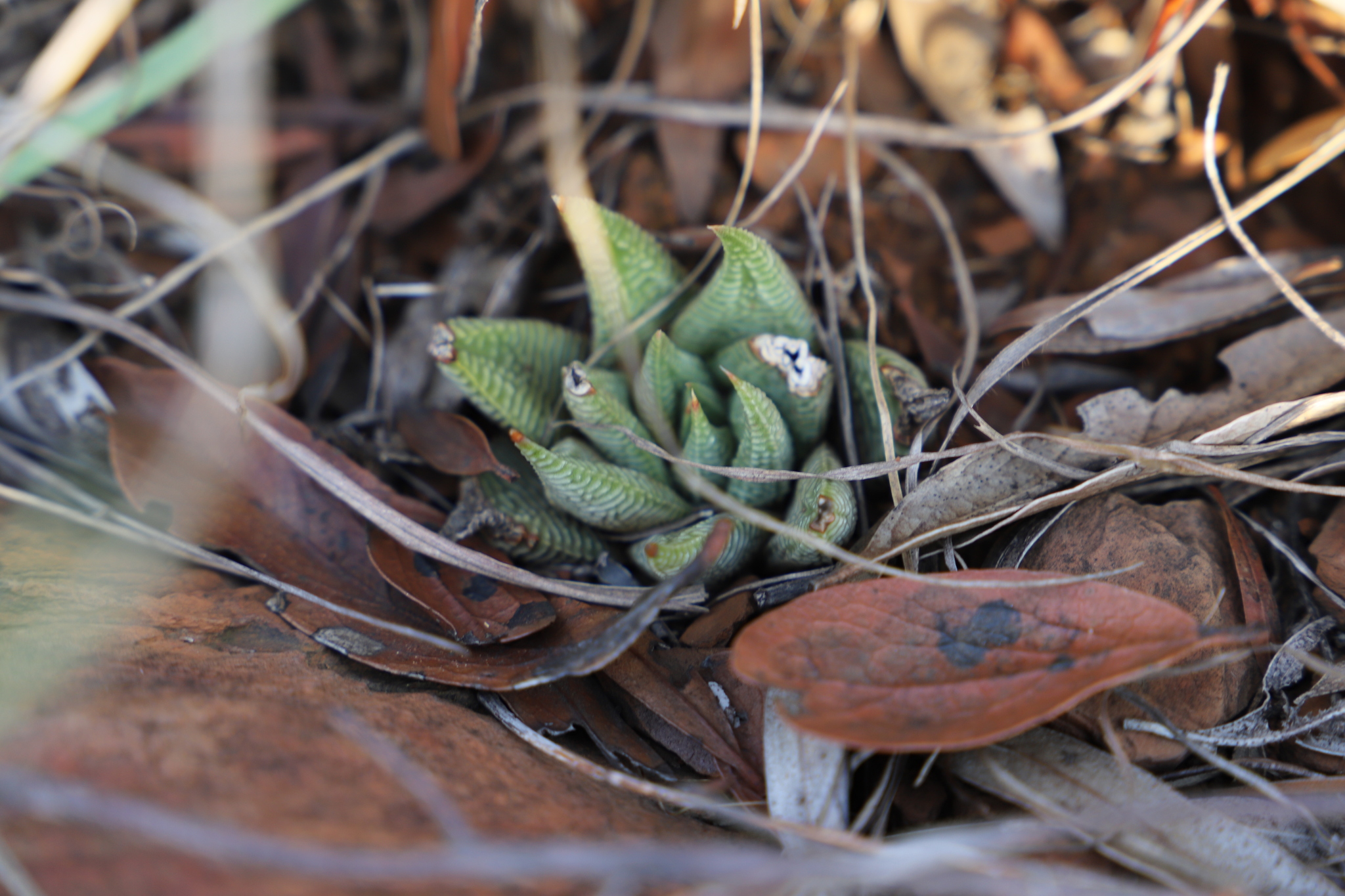 Fairies Washboard Haworthia (Haworthiopsis limifolia)