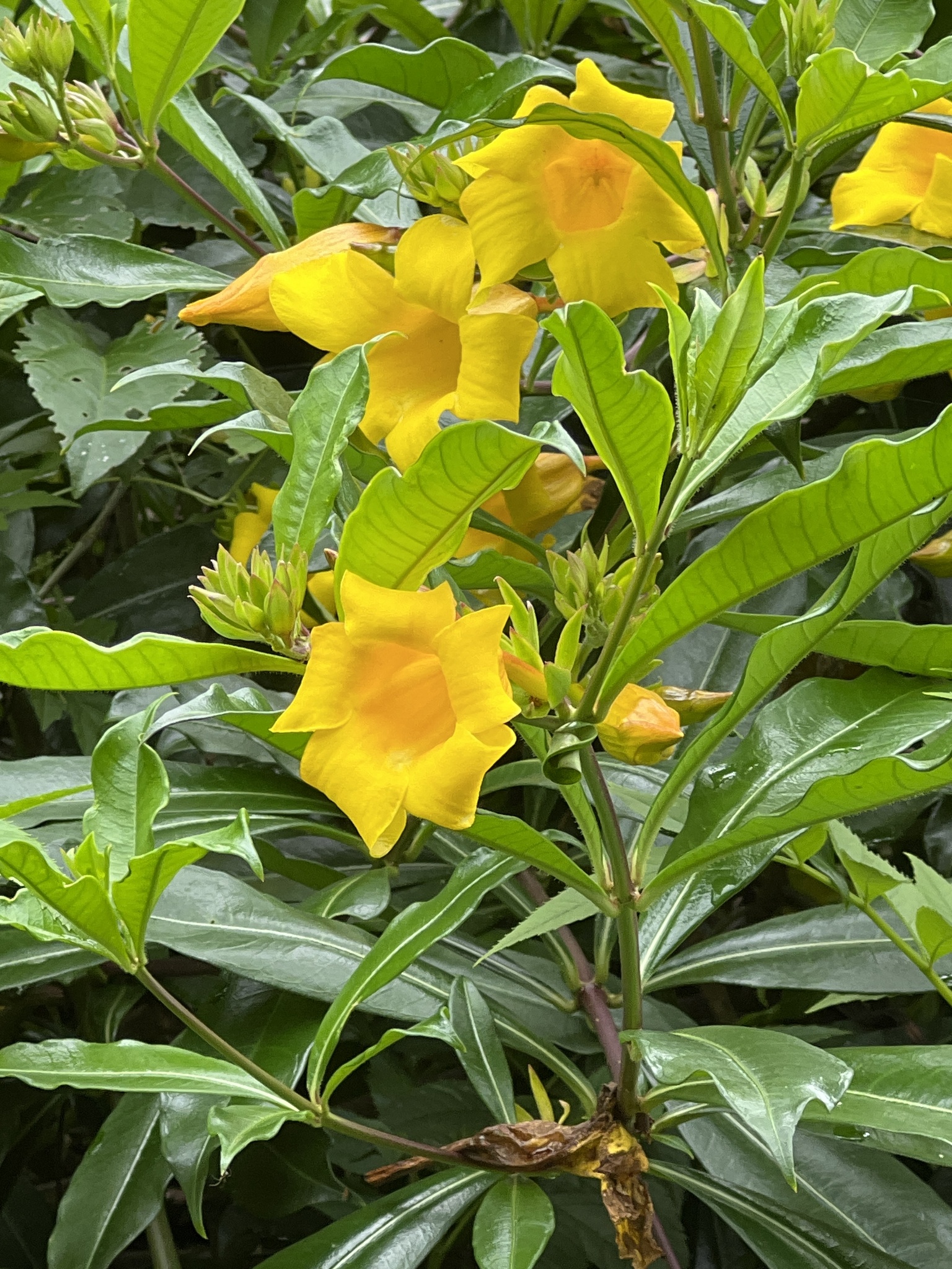 Allamanda schottii