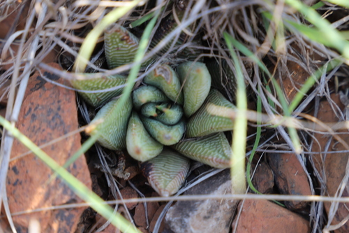 Image of Haworthiopsis limifolia by (c) Suvarna Parbhoo Mohan, some rights reserved (CC BY-SA)