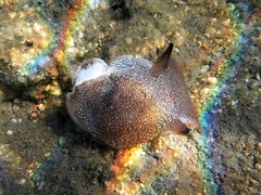 Pleurobranchaea meckeli