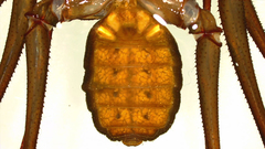 Acanthophrynus coronatus