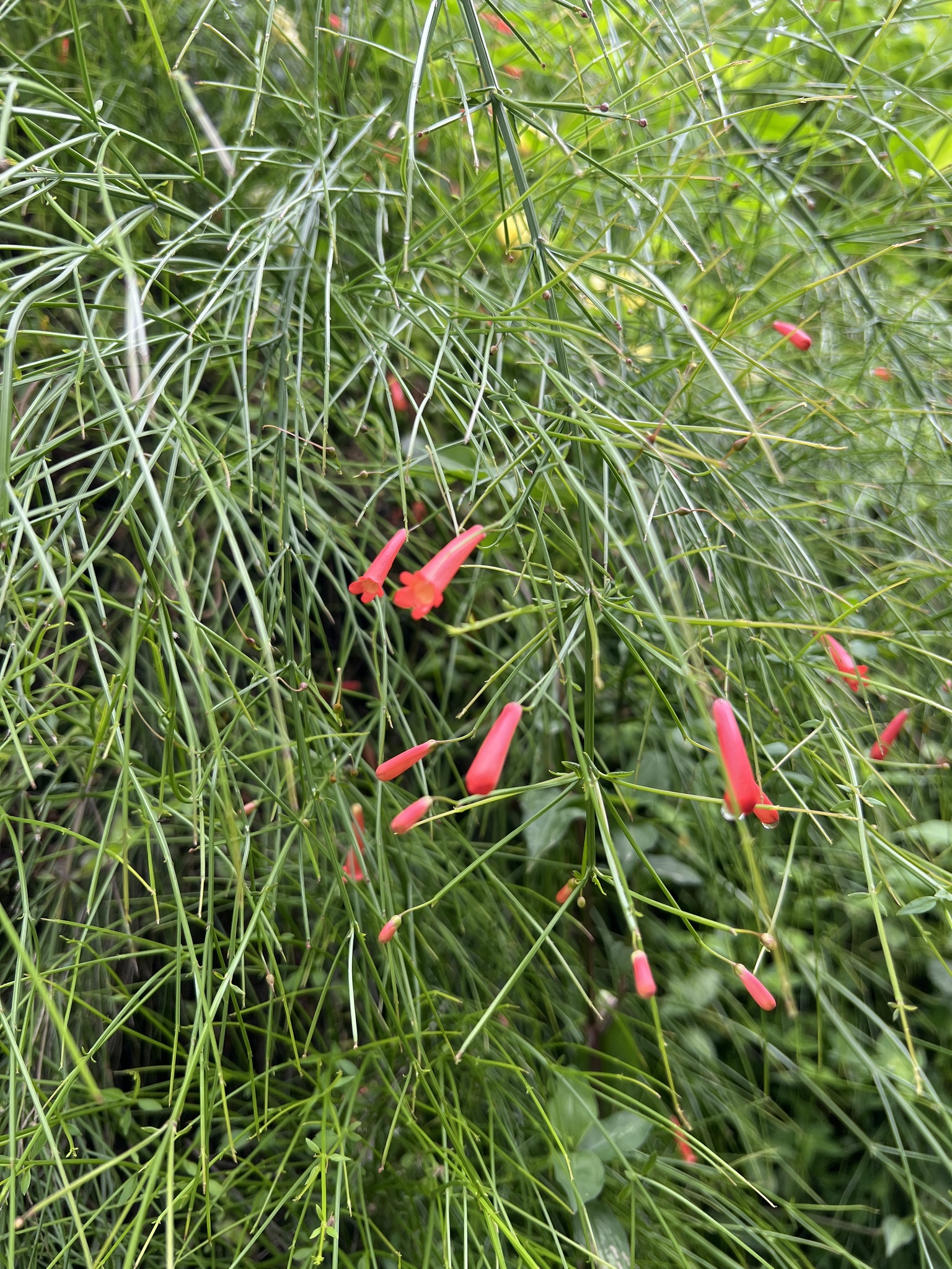 Russelia equisetiformis