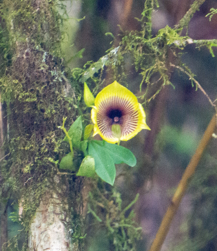 Telipogon ampliflorus