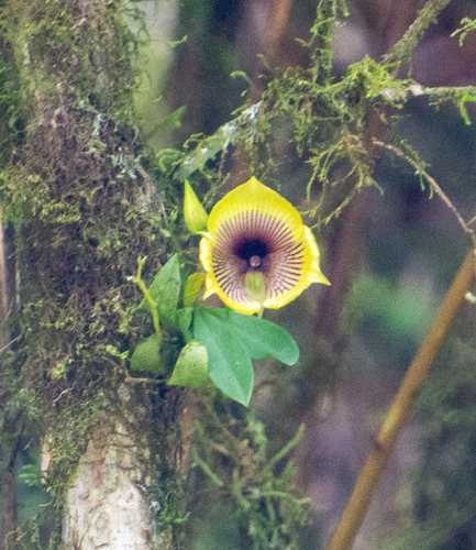 broad-blooming telipogon (Telipogon ampliflorus)