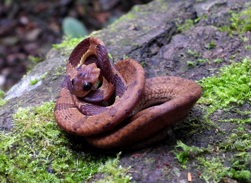 Atlantic Forest Snail-eater
