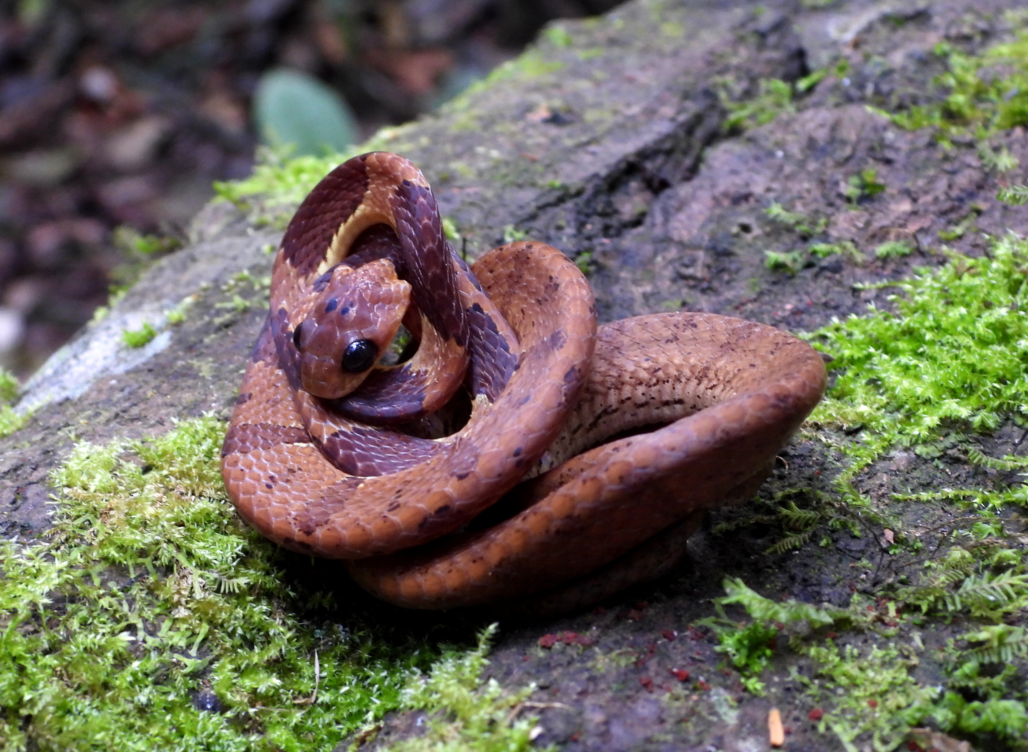 Atlantic Forest Snail-Eater