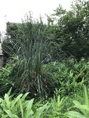 Miscanthus sinensis