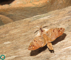 Pantelodes satellitia