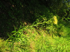 Jacobaea paludosa paludosa