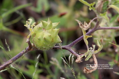 Datura quercifolia