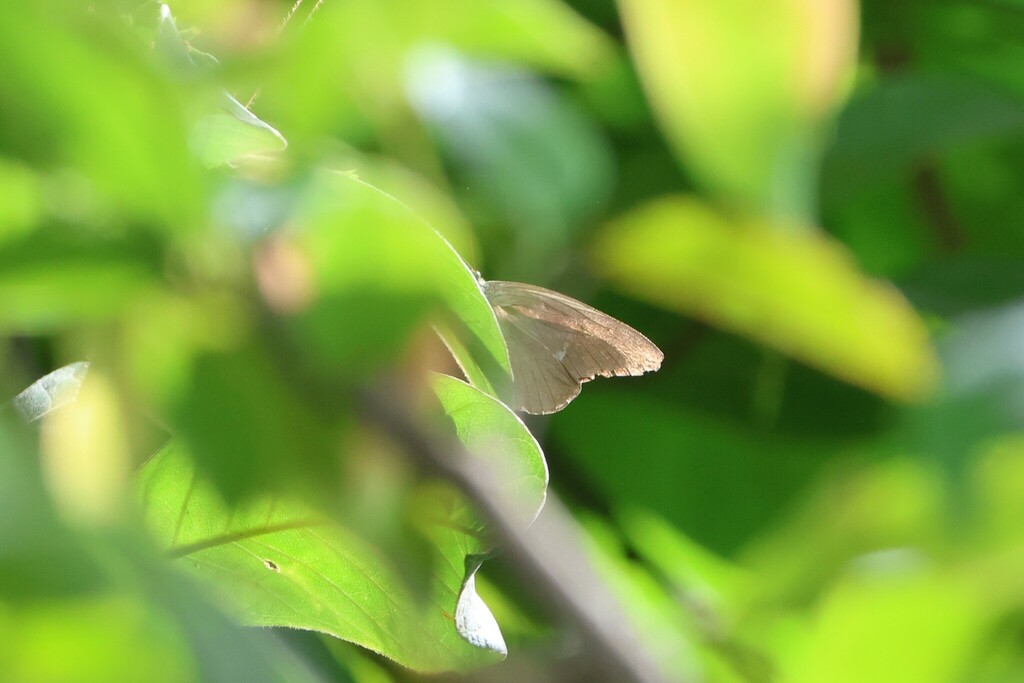 Appias placidia (Appias placidia)