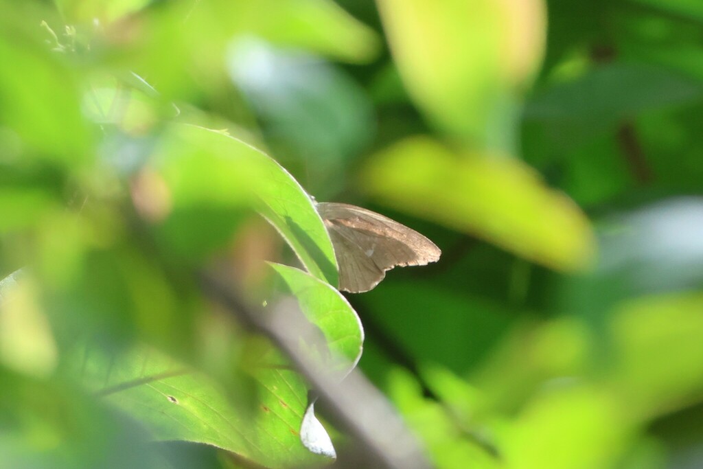 Appias placidia (Appias placidia)