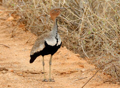 Buff-Crested Bustard photo 2