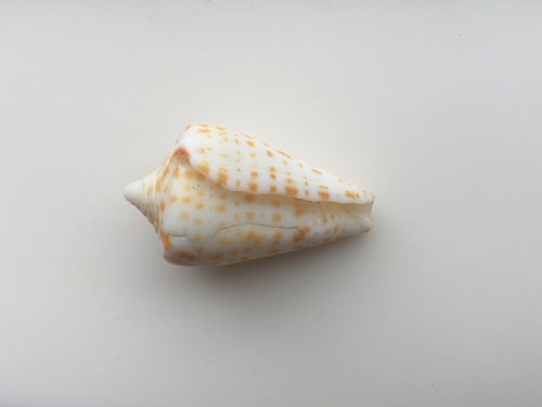 Conus spurius image