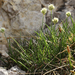 Sesleria sphaerocephala - Photo (c) Nannie,  זכויות יוצרים חלקיות (CC BY-NC-ND), הועלה על ידי Nannie