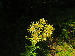 Jacobaea paludosa paludosa